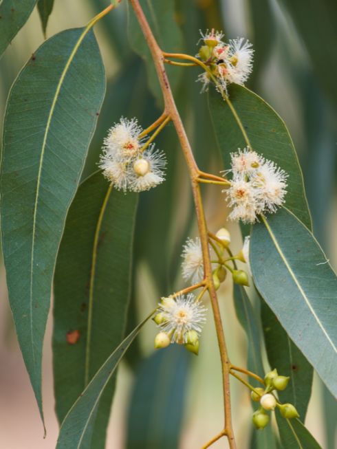 feuilles d'eucalyptus bienfaits