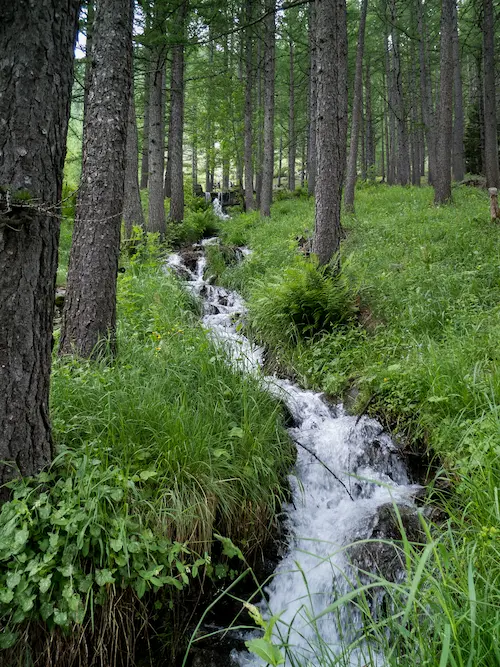 Rivière dans les bois ; s'ancrer spirituellement grâce à la forêt