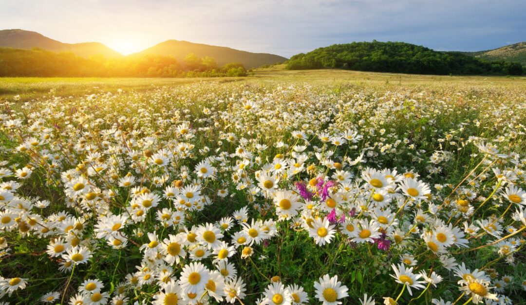 champs de pâquerettes au soleil couchant au printemps