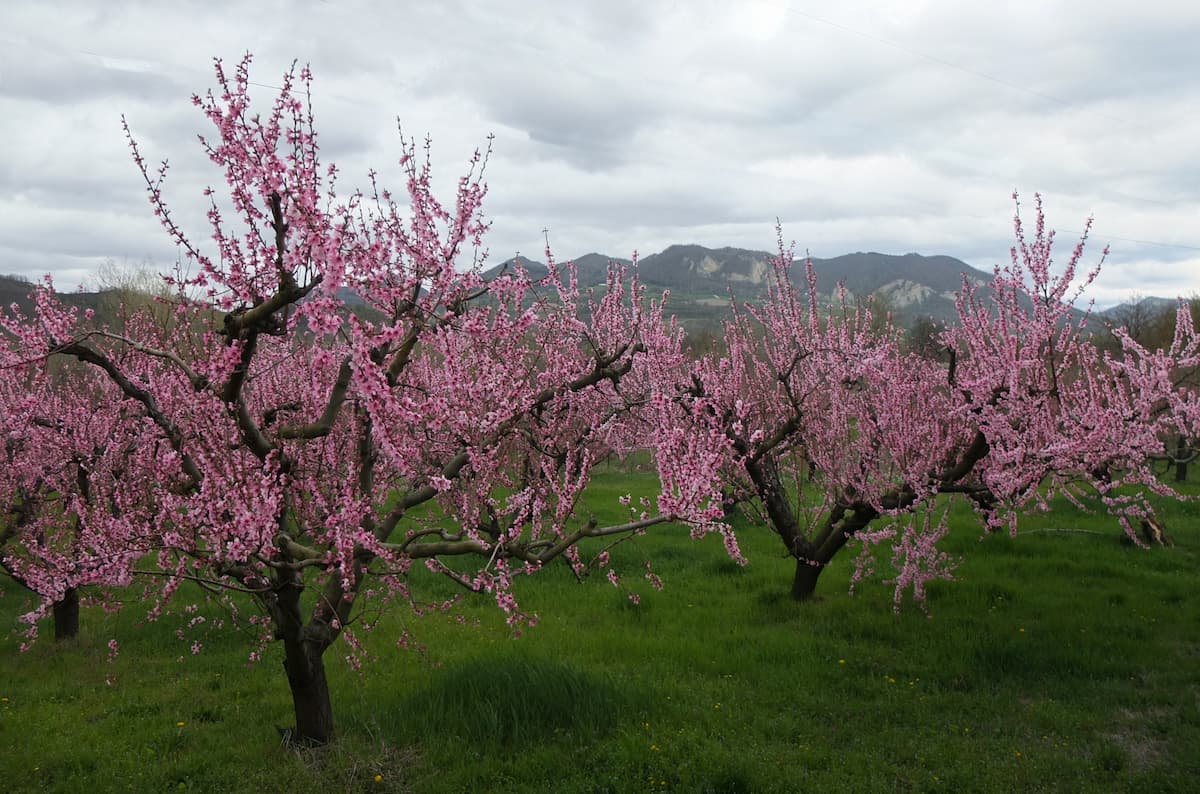 arbre fruitier en fleurs en Oltrepo Pavese, Lombardie : les pêches