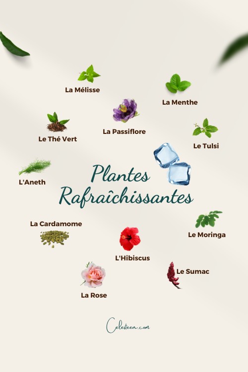 Les différentes Plantes Rafraichissantes en Ayurvéda, Pitta, été