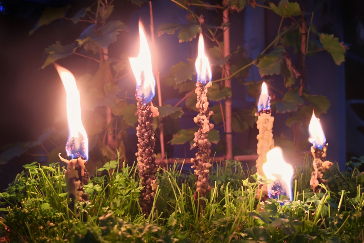 Torches de sorcières en bouillon blanc pour faire des bougies