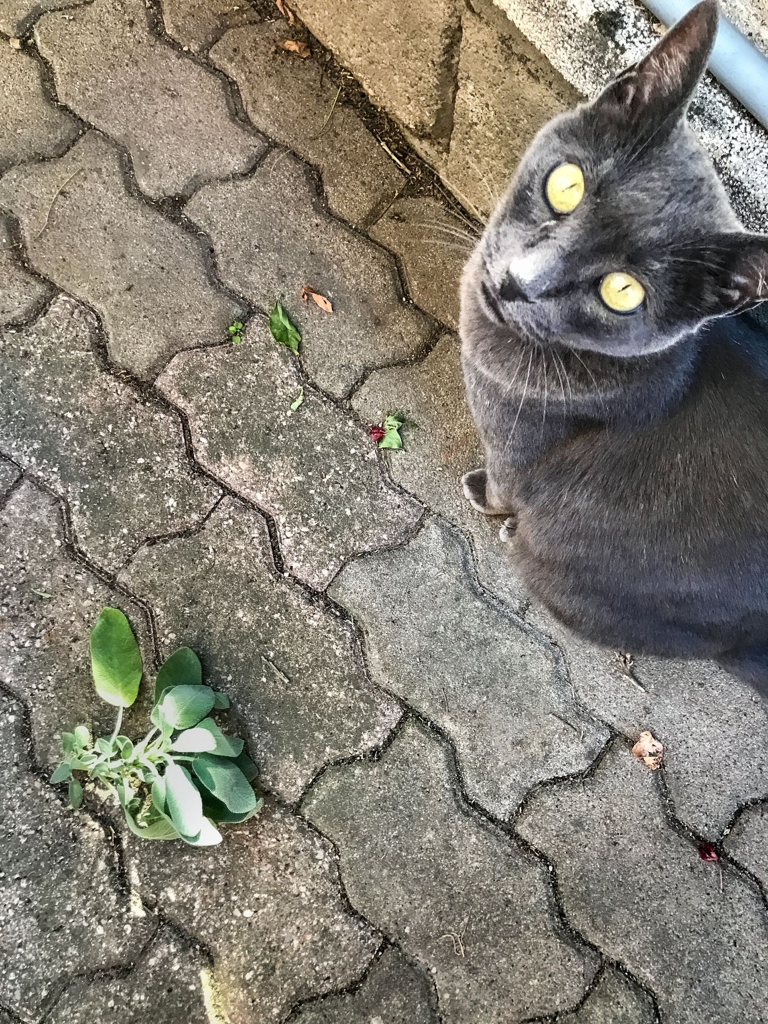 Bouquet de sauge à côté d'un chat 