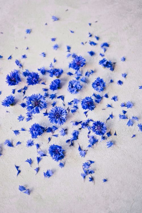 Fleurs de bleuet le bleuet en compresses pour apaiser les yeux