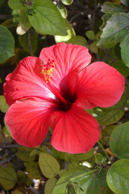 Fleur d'hibiscus du jardin l'hibiscus, un exfoliant doux pour l'éclat de la peau