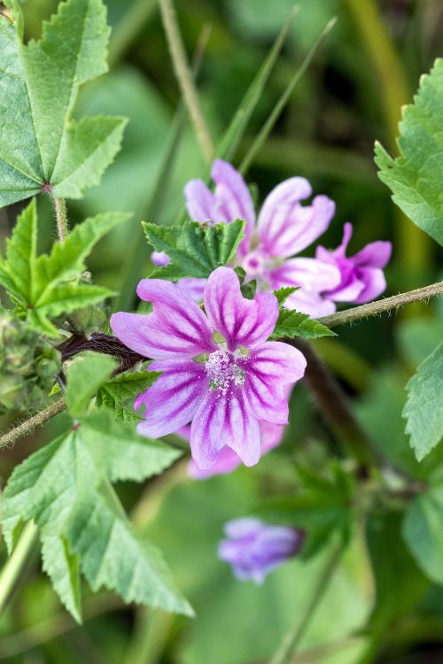 fleurs de mauve pour les peaux sensibles