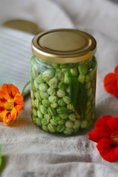 Câpres de boutons de capucines, recette facile