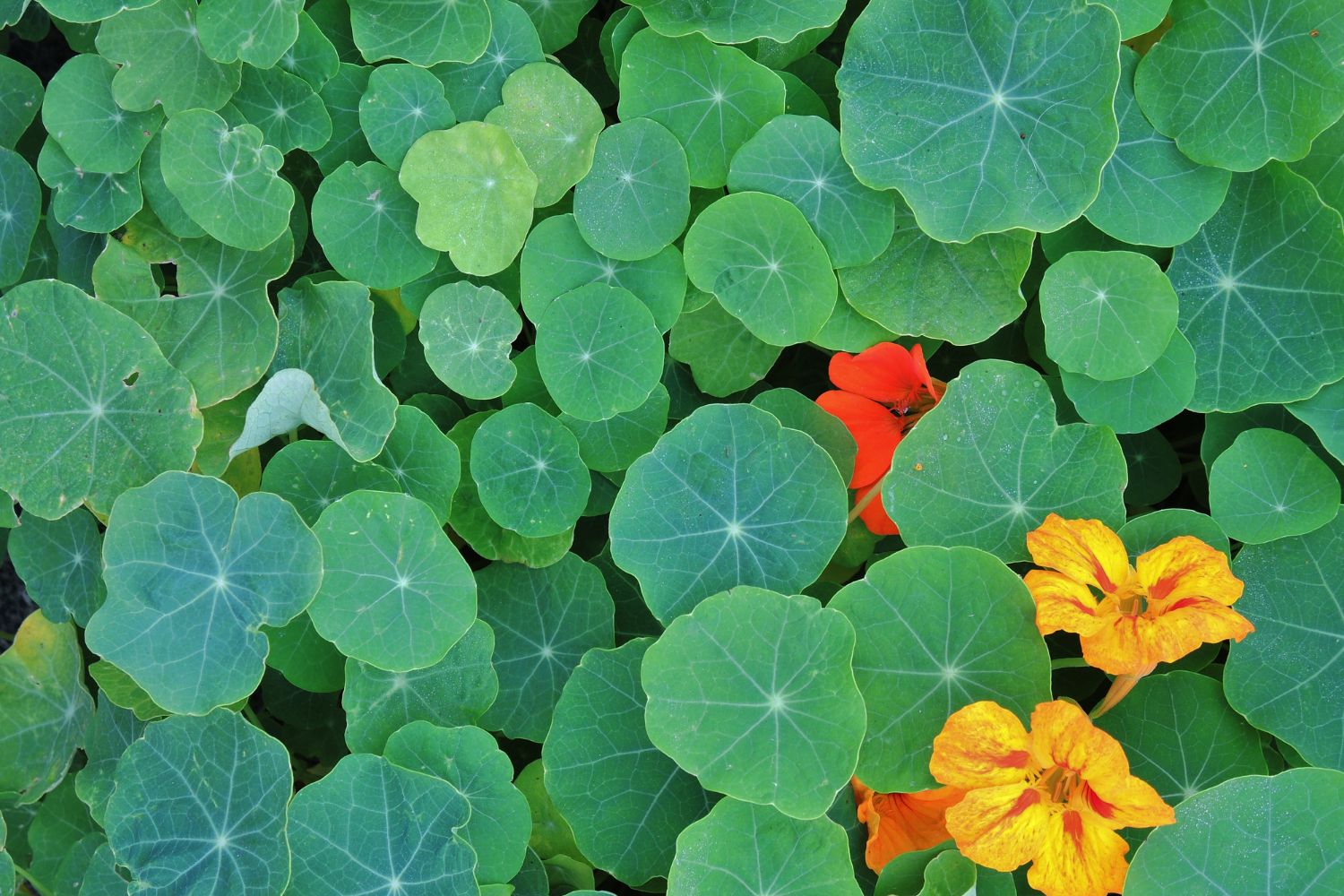 parterre de capucines dans le jardin