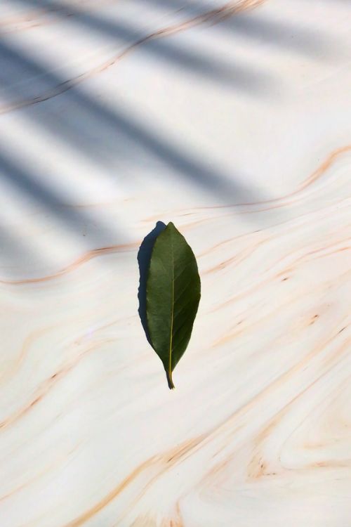 feuille de laurier sur une table en marbre