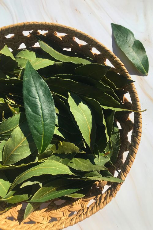 Plusieurs feuilles de laurier sauce dans un panier