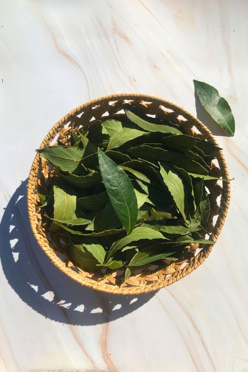 laurier sauce, laurus nobilis