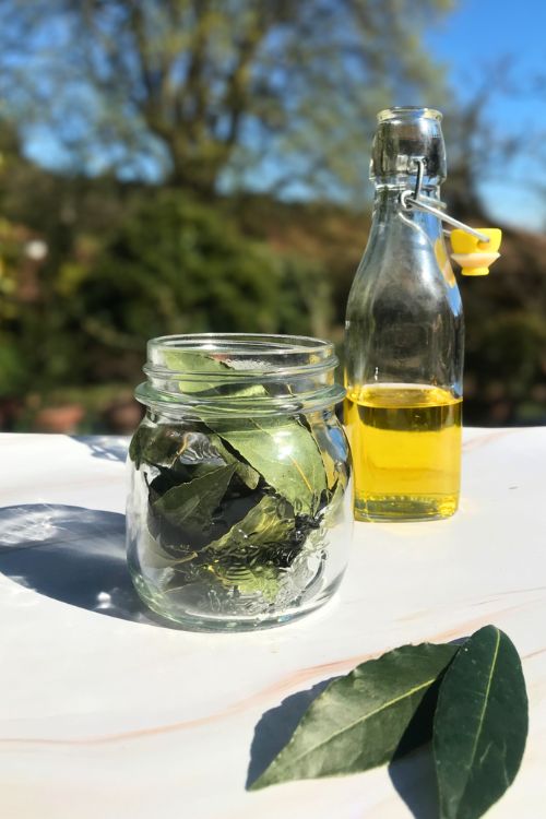 Macérât de laurier noble fait maison 