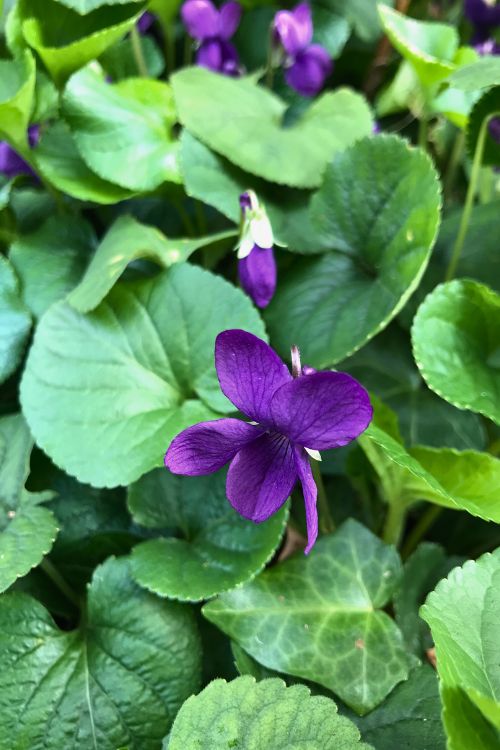 viola odorata comestible